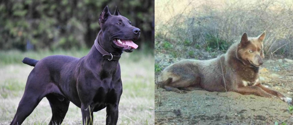 Tahltan Bear Dog vs Canis Panther - Breed Comparison