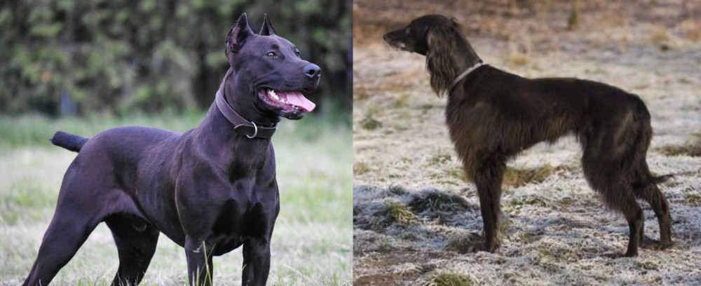 Taigan vs Canis Panther - Breed Comparison