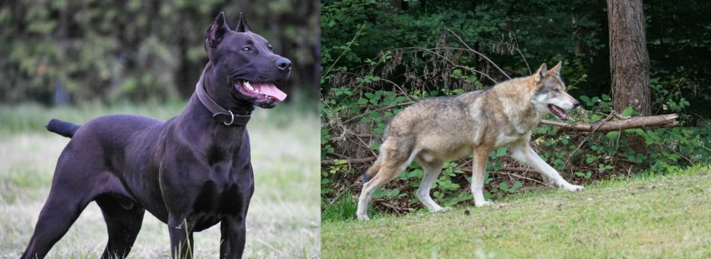 Tamaskan vs Canis Panther - Breed Comparison