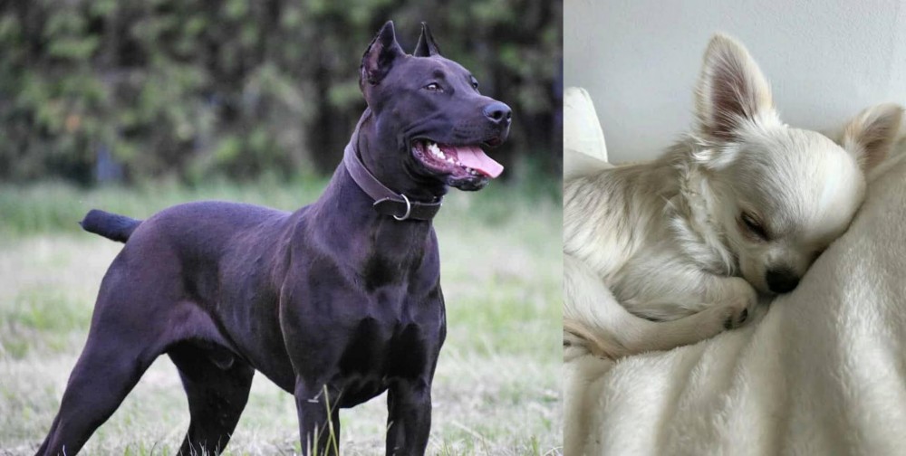 Tea Cup Chihuahua vs Canis Panther - Breed Comparison