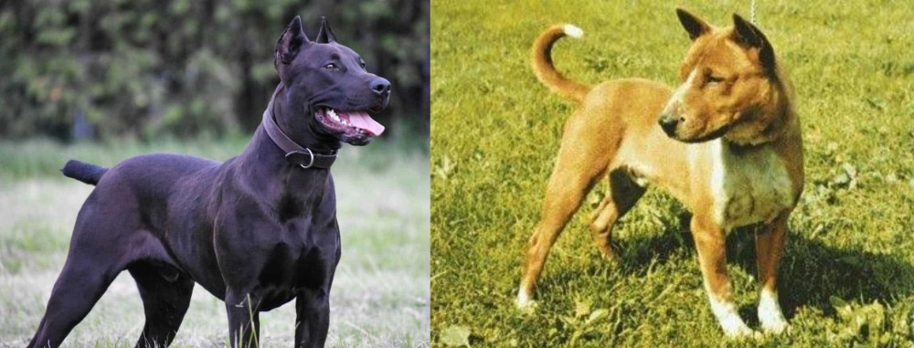 Telomian vs Canis Panther - Breed Comparison