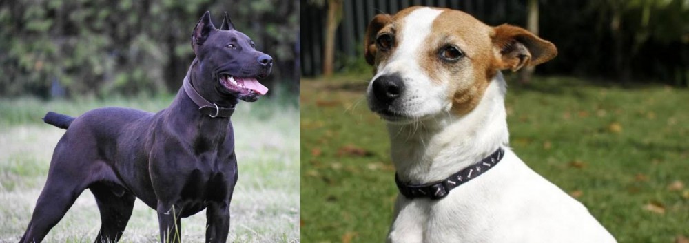 Tenterfield Terrier vs Canis Panther - Breed Comparison