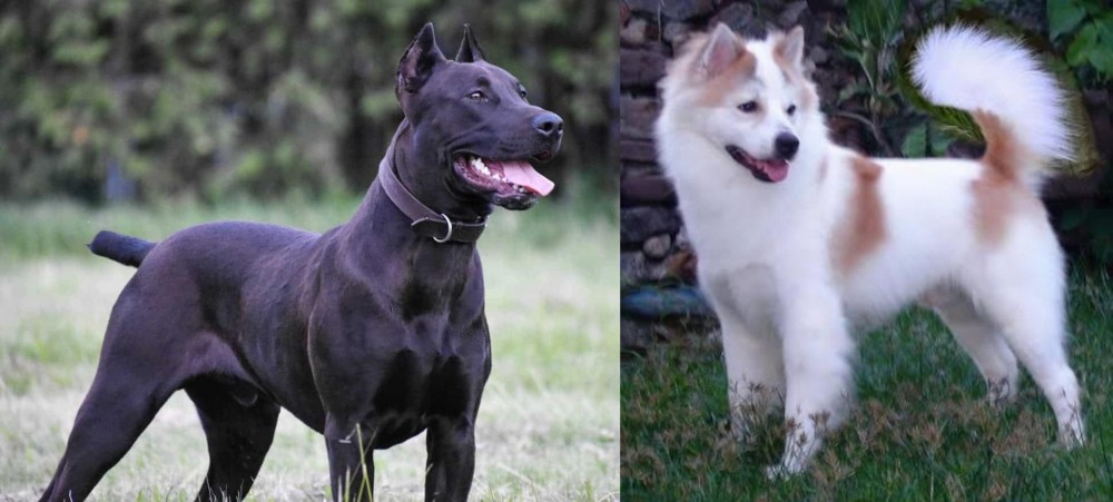 Thai Bangkaew vs Canis Panther - Breed Comparison