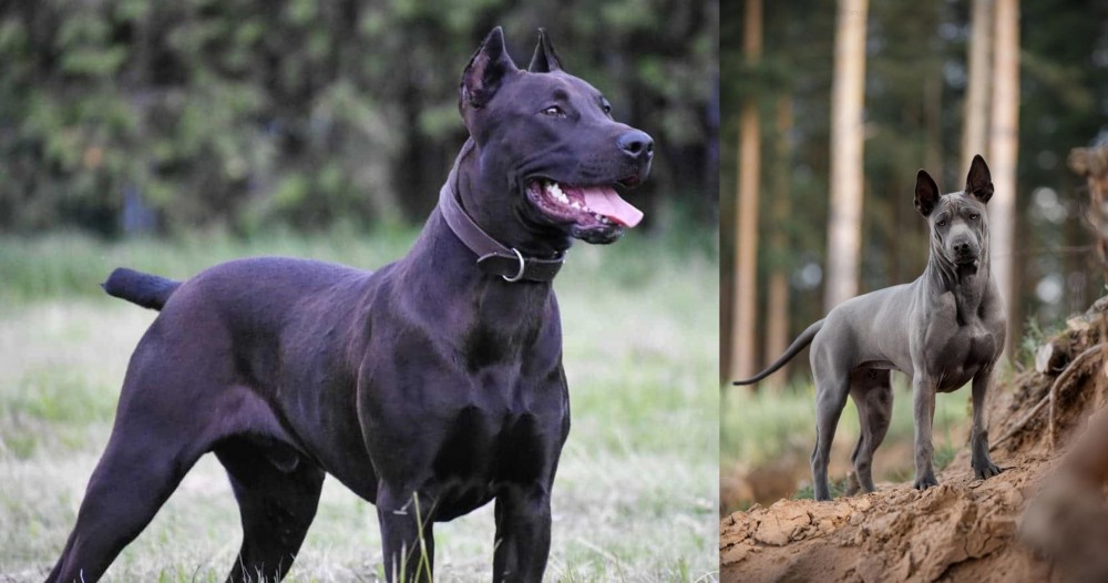 Thai Ridgeback vs Canis Panther - Breed Comparison