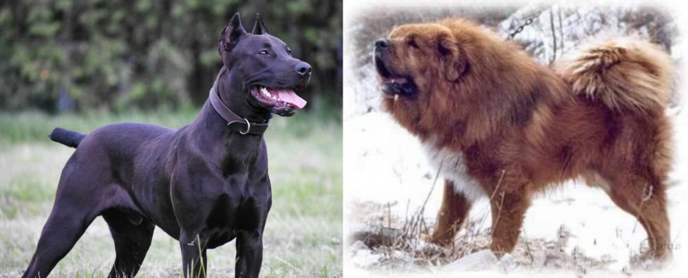 Tibetan Kyi Apso vs Canis Panther - Breed Comparison
