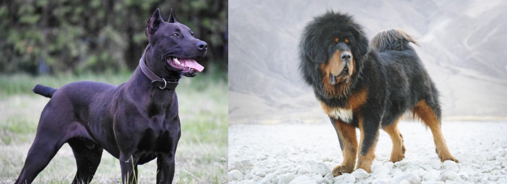 Tibetan Mastiff vs Canis Panther - Breed Comparison
