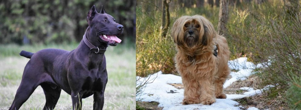 Tibetan Terrier vs Canis Panther - Breed Comparison