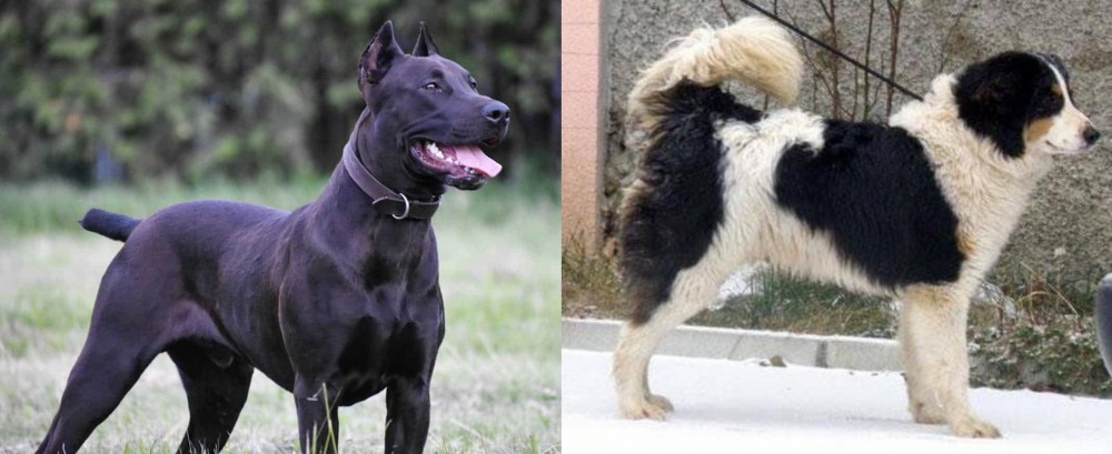 Tornjak vs Canis Panther - Breed Comparison