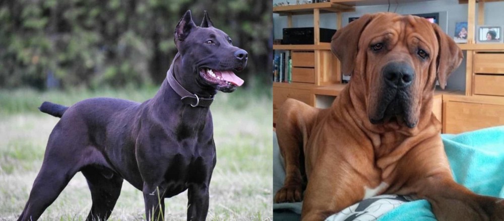 Tosa vs Canis Panther - Breed Comparison