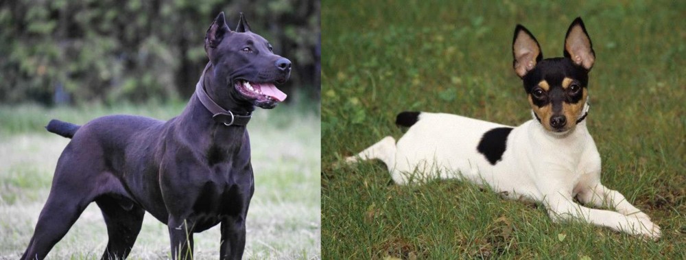 Toy Fox Terrier vs Canis Panther - Breed Comparison