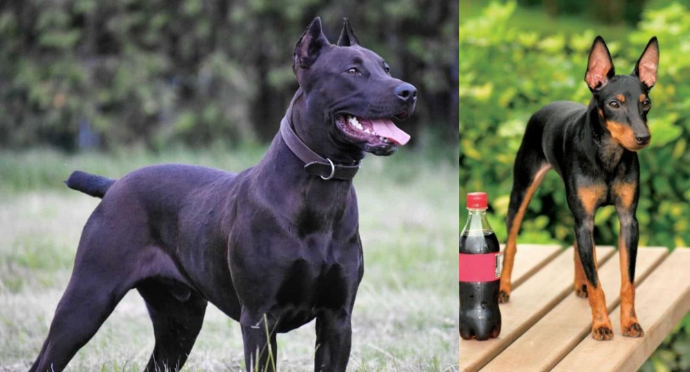 Toy Manchester Terrier vs Canis Panther - Breed Comparison