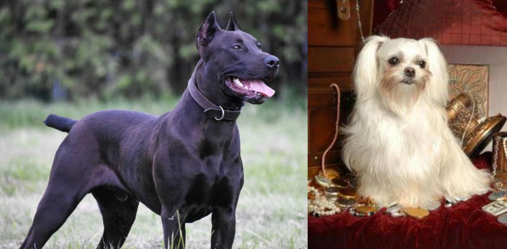 Toy Mi-Ki vs Canis Panther - Breed Comparison