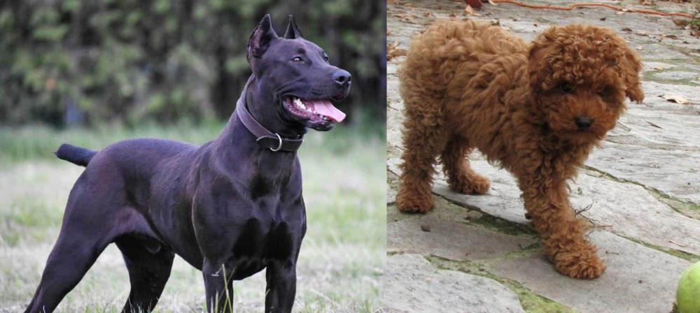 Toy Poodle vs Canis Panther - Breed Comparison