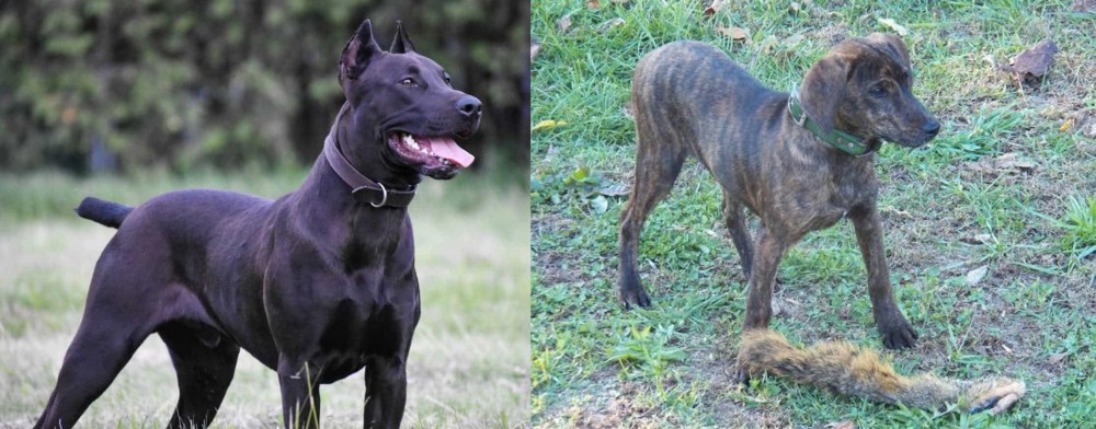 Treeing Cur vs Canis Panther - Breed Comparison