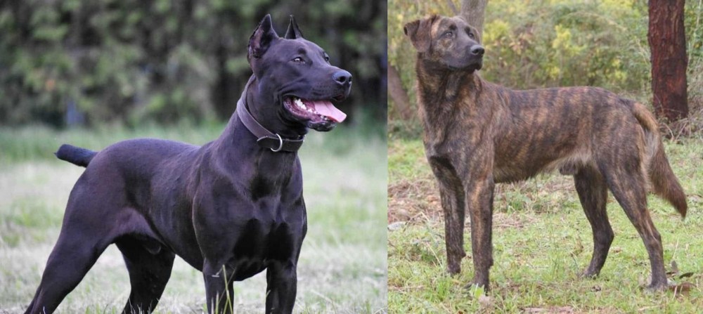 Treeing Tennessee Brindle vs Canis Panther - Breed Comparison
