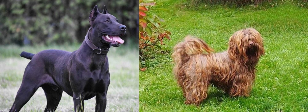 Tsvetnaya Bolonka vs Canis Panther - Breed Comparison