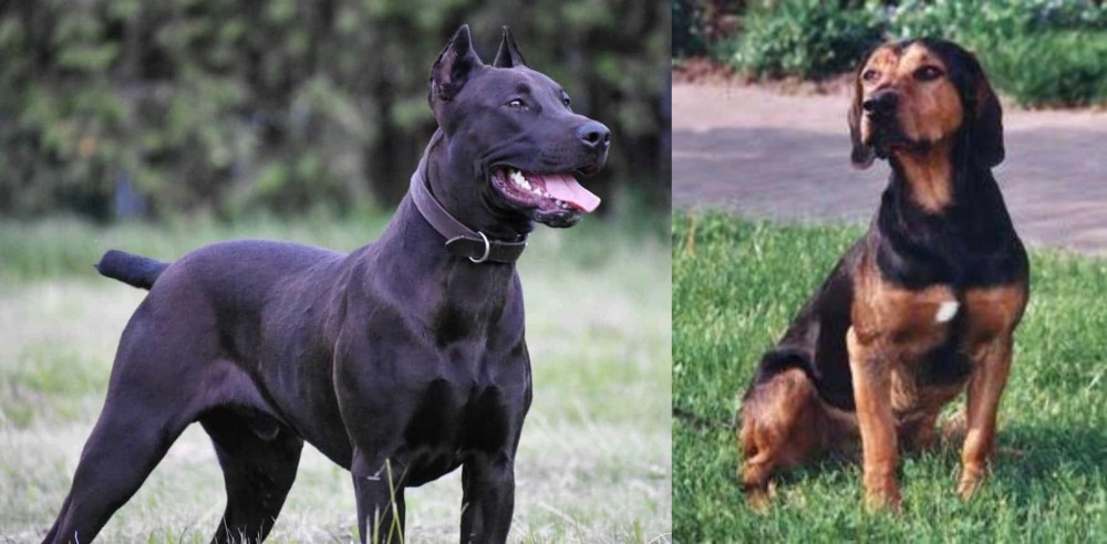 Tyrolean Hound vs Canis Panther - Breed Comparison