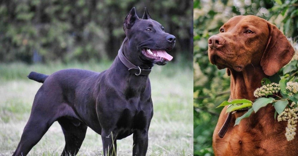Vizsla vs Canis Panther - Breed Comparison
