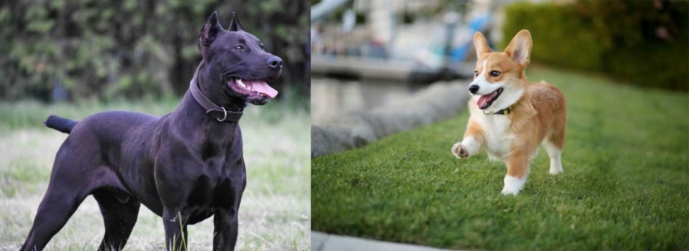 Welsh Corgi vs Canis Panther - Breed Comparison