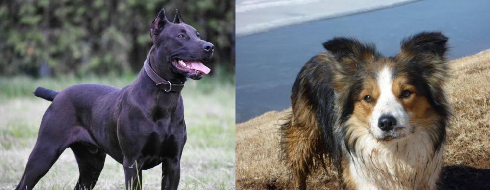 Welsh Sheepdog vs Canis Panther - Breed Comparison