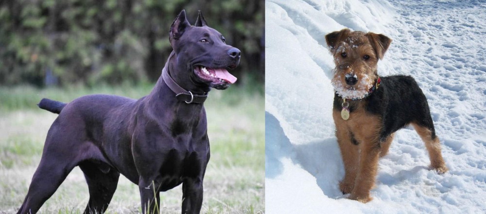 Welsh Terrier vs Canis Panther - Breed Comparison