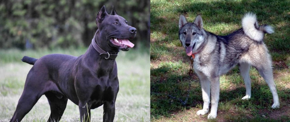 West Siberian Laika vs Canis Panther - Breed Comparison