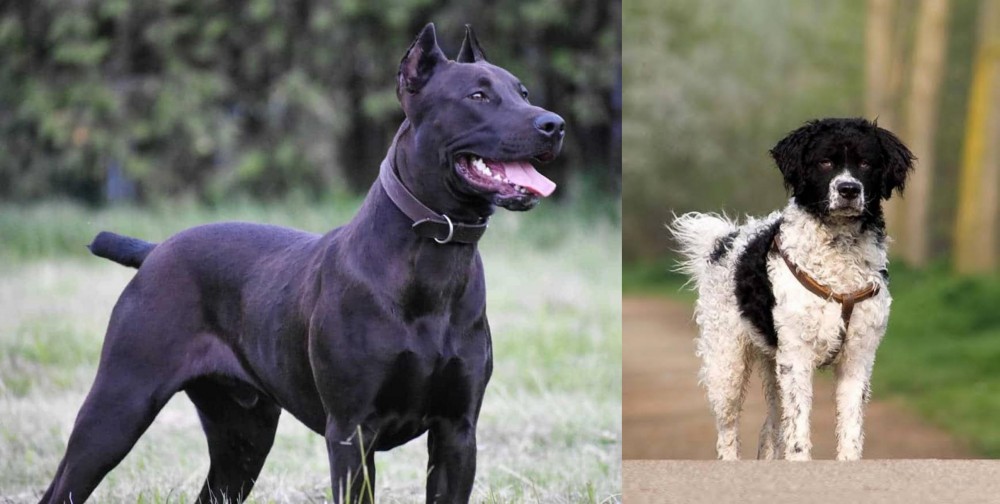 Wetterhoun vs Canis Panther - Breed Comparison