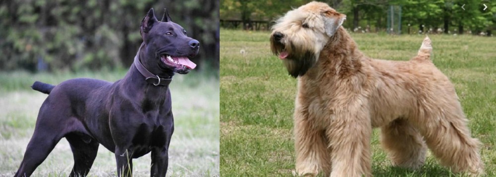 Wheaten Terrier vs Canis Panther - Breed Comparison