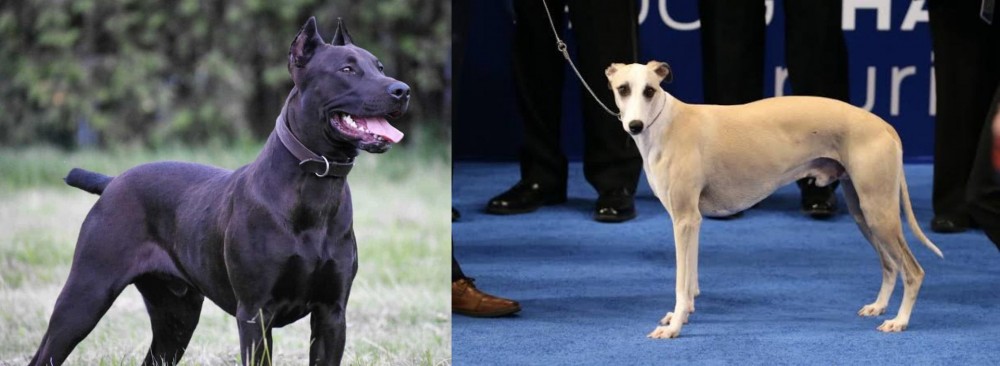 Whippet vs Canis Panther - Breed Comparison
