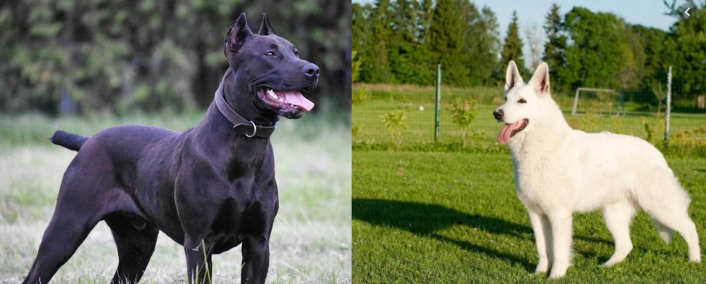 White Shepherd vs Canis Panther - Breed Comparison