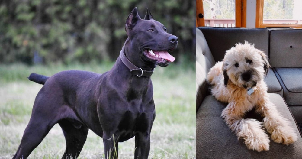 Whoodles vs Canis Panther - Breed Comparison