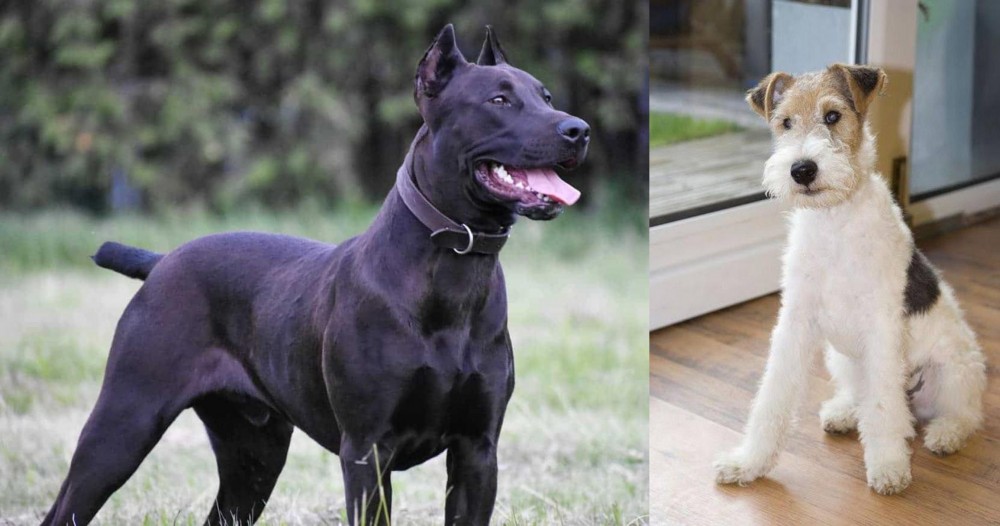 Wire Fox Terrier vs Canis Panther - Breed Comparison