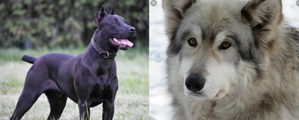 Wolfdog vs Canis Panther - Breed Comparison