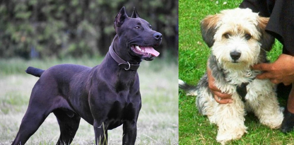 Yo-Chon vs Canis Panther - Breed Comparison