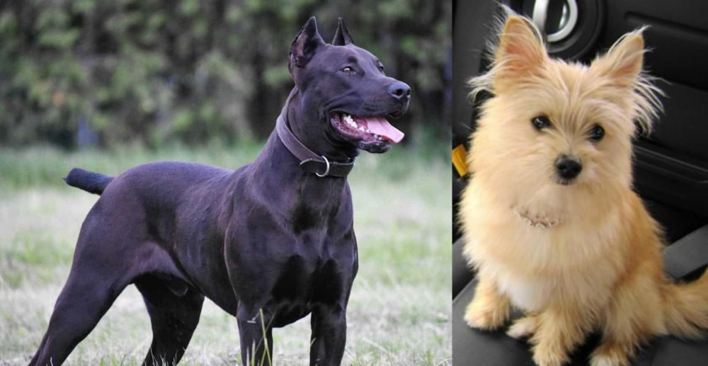 Yoranian vs Canis Panther - Breed Comparison