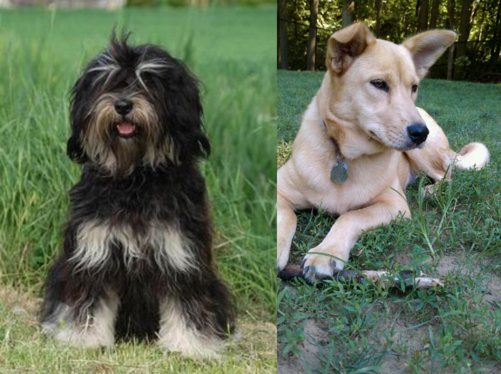 Carolina Dog vs Cao da Serra de Aires - Breed Comparison