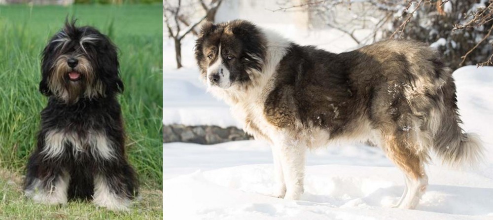 Caucasian Shepherd vs Cao da Serra de Aires - Breed Comparison