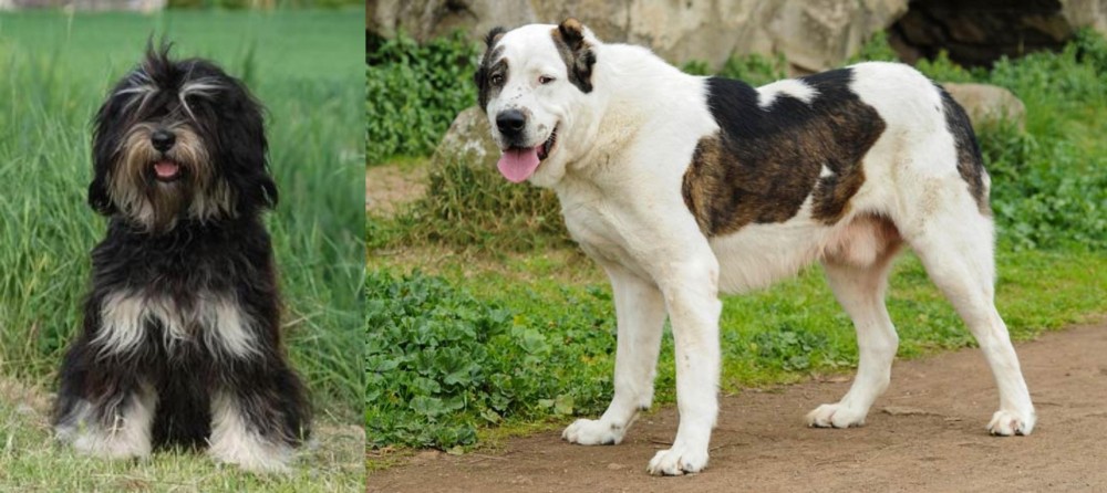 Central Asian Shepherd vs Cao da Serra de Aires - Breed Comparison