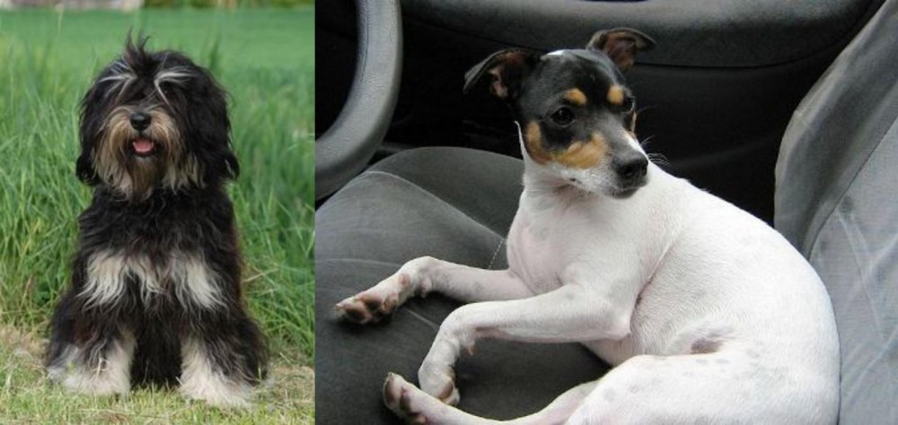 Chilean Fox Terrier vs Cao da Serra de Aires - Breed Comparison