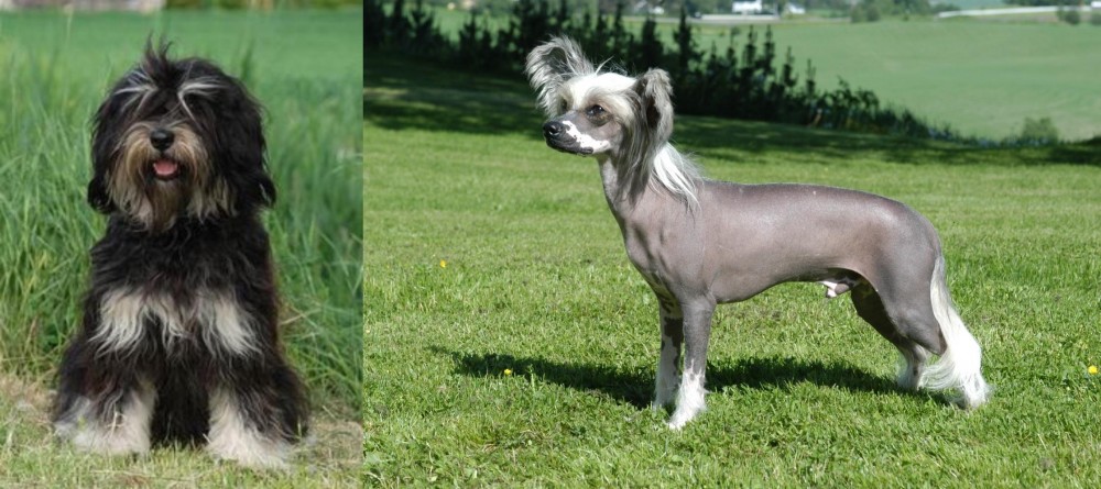 Chinese Crested Dog vs Cao da Serra de Aires - Breed Comparison