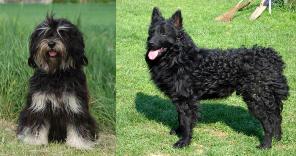 Croatian Sheepdog vs Cao da Serra de Aires - Breed Comparison