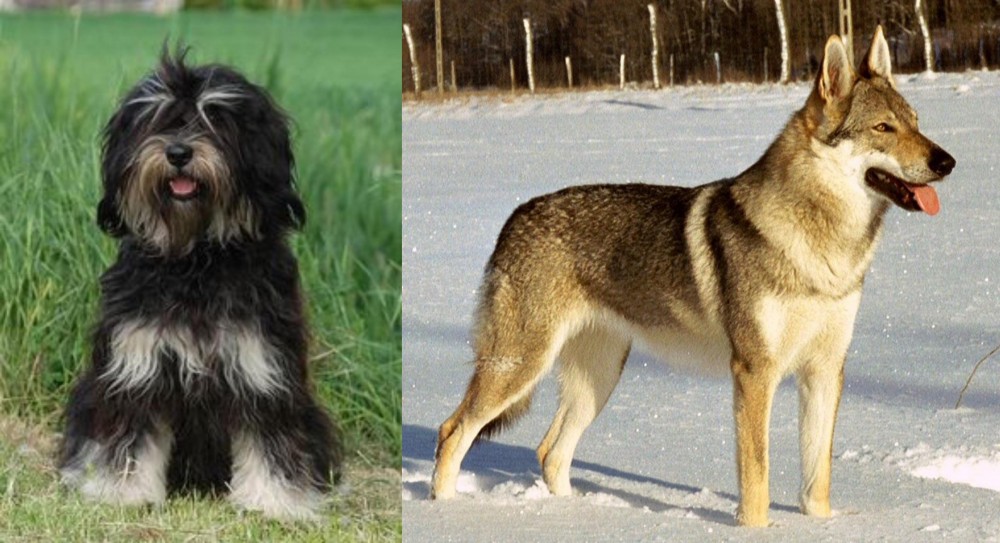 Czechoslovakian Wolfdog vs Cao da Serra de Aires - Breed Comparison
