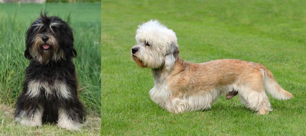 Dandie Dinmont Terrier vs Cao da Serra de Aires - Breed Comparison