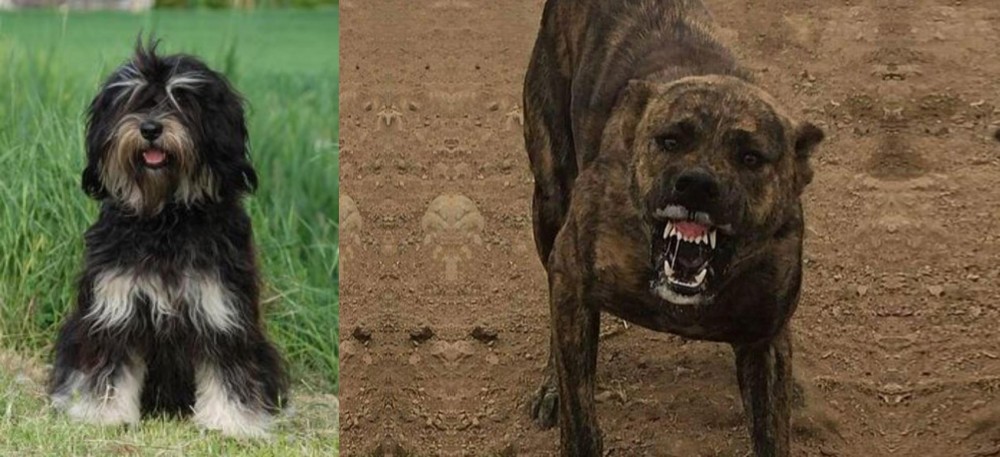 Dogo Sardesco vs Cao da Serra de Aires - Breed Comparison
