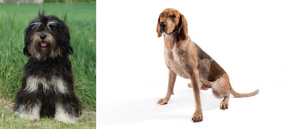 English Coonhound vs Cao da Serra de Aires - Breed Comparison