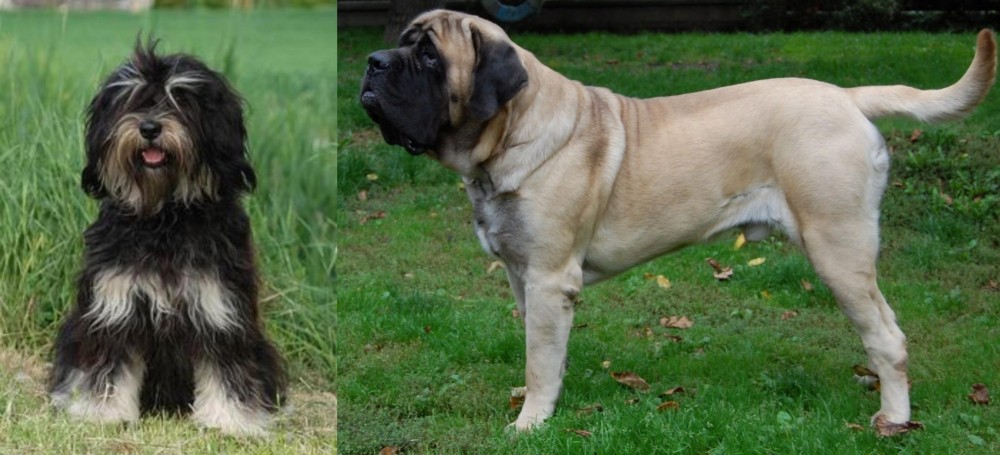 English Mastiff vs Cao da Serra de Aires - Breed Comparison