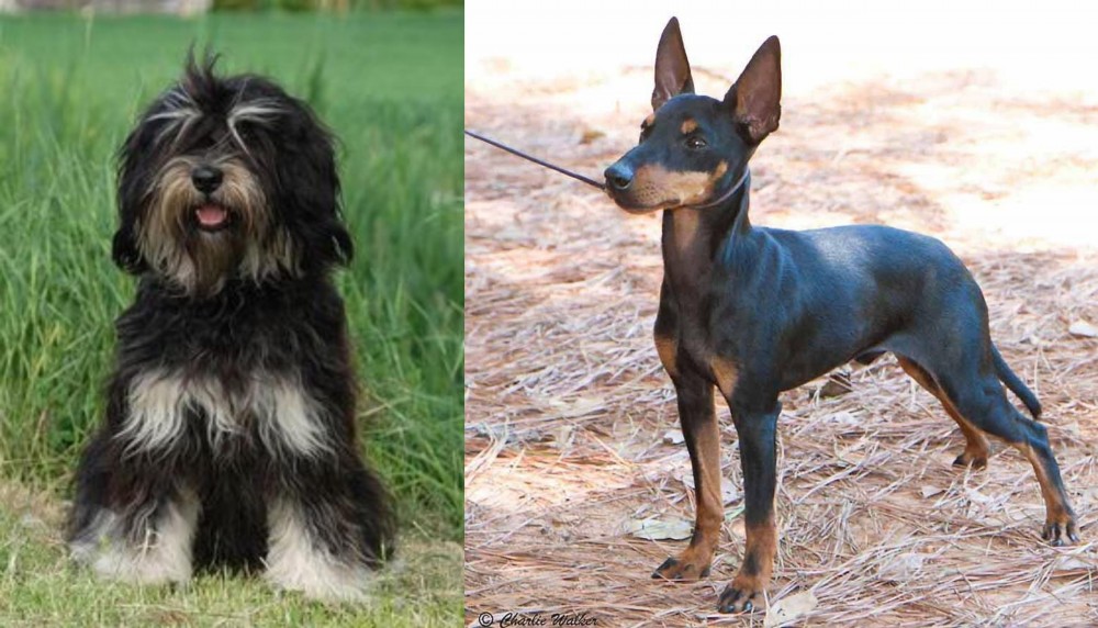 English Toy Terrier (Black & Tan) vs Cao da Serra de Aires - Breed Comparison