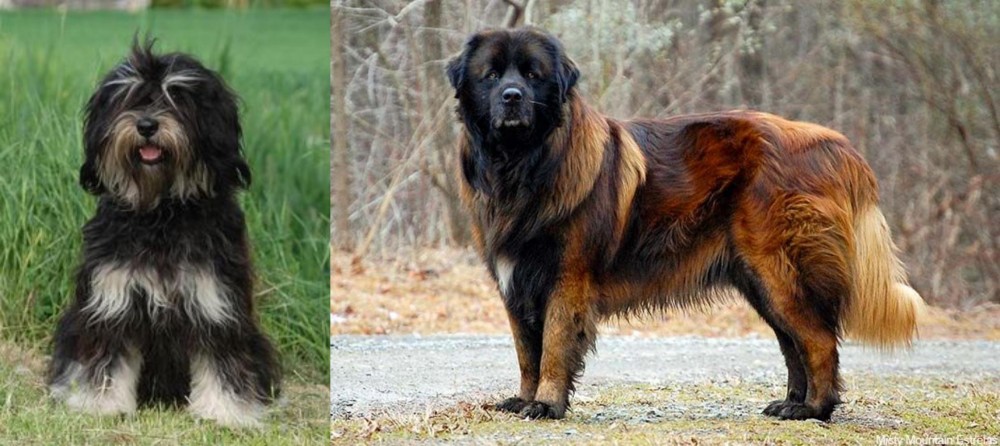 Estrela Mountain Dog vs Cao da Serra de Aires - Breed Comparison