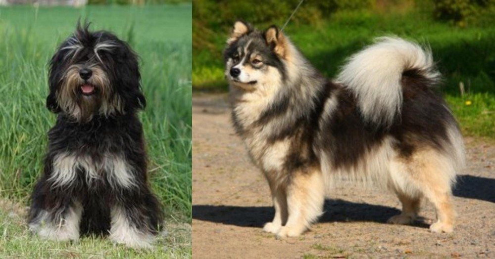 Finnish Lapphund vs Cao da Serra de Aires - Breed Comparison