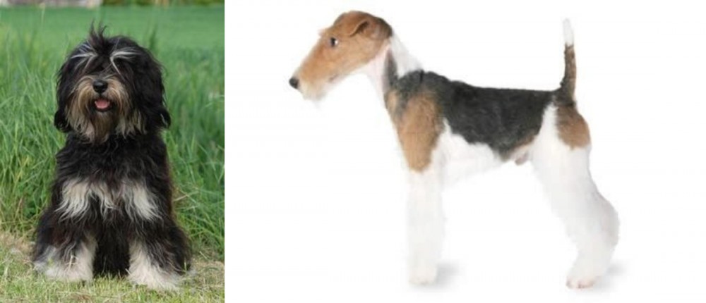 Fox Terrier vs Cao da Serra de Aires - Breed Comparison
